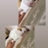 GÜZEL GÖZLÜ KIZIMIZ YENI AILESINI ARIYOR 😍 fotoğraf