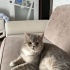 Gayet sevecen kısırlaştırılmış kedime yuva arıyorum fotoğraf