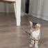 Görmeyen İki Yavru Kardeşe Yuva Aranıyor 🐾 fotoğraf