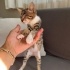 Görmeyen İki Yavru Kardeşe Yuva Aranıyor 🐾 fotoğraf