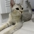 Sokağa terk cins kedi fotoğraf