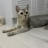 Sokağa terk cins kedi fotoğraf