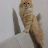 Uysal oyuncu oğluma yuva arıyoruz fotoğraf