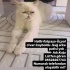 KAYIP İLAN lütfen okuyun fotoğraf