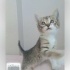 Ücretsiz sahiplenme pofidik yavru acil yuva fotoğraf