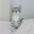 Ücretsiz sahiplenme pofidik yavru acil yuva fotoğraf