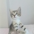 Ücretsiz sahiplenme pofidik yavru acil yuva fotoğraf