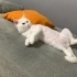 British shorthair 2 yaşında kısır fotoğraf