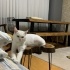British shorthair 2 yaşında kısır fotoğraf