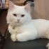 Persian Doll face İran Kedisi fotoğraf