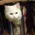 Persian Doll face İran Kedisi fotoğraf