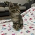 Minik pati ailesini arıyor fotoğraf
