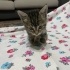 Minik pati ailesini arıyor fotoğraf