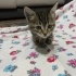 Minik pati ailesini arıyor fotoğraf