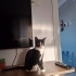 Yeni Bİr Yuva Arıyoruz fotoğraf