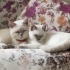 Romeo ve Juliet yuva arıyor fotoğraf
