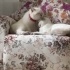 Romeo ve Juliet yuva arıyor fotoğraf