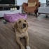 Fıstık yuvasını arıyor fotoğraf