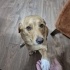 Fıstık yuvasını arıyor fotoğraf
