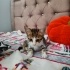 Sokakta Bulunan Tatlı Yavru Kediye Bir Yuva Arıyoruz fotoğraf