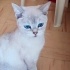 1,5 yaşında dişi, kısır Blue point kızı marketin önüne terketmişler, çipi yok fotoğraf