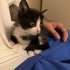 evimli 4-5 Haftalık Yavru Kedi Yuva Arıyor fotoğraf