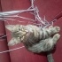 Ücretsiz Britishshorthair-tekir karışımı 4.5 aylık erkek