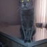 Acil Sahiplendirme 8 aylık russian blue fotoğraf