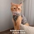 3 YAŞINDA KISIR ERKEK BRİTİSH SHORTHAİR ACİL YUVA ARIYOR BAĞCILAR GÜNEŞLİ fotoğraf