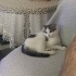 7-8 AYLIK CİVARINDA KISIR SCOTTİSH FOLD MELEZİ KIZ YUVA ARIYOR fotoğraf