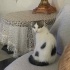7-8 AYLIK CİVARINDA KISIR SCOTTİSH FOLD MELEZİ KIZ YUVA ARIYOR fotoğraf