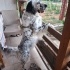 Sakin, oyuncu, tuvalet eğitimli, büyük küçük herkesle dost. Kesinlikle ücretsiz. fotoğraf
