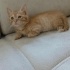 1.5 AYLIK GÜÇLÜ OĞLUŞ ÖMÜRLÜK YUVASINI ARIYOR AYDIN EFELER fotoğraf