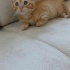 1.5 AYLIK GÜÇLÜ OĞLUŞ ÖMÜRLÜK YUVASINI ARIYOR AYDIN EFELER fotoğraf