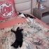 Miniş prense yuva fotoğraf