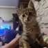 Mini mini bir kız fotoğraf