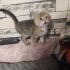 Mini mini bir kız fotoğraf