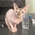 10 AYLIK TÜYSÜZ KEDİ ÜCRETSİZ SAHİPLENDİRMEDİR‼️ fotoğraf