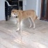 THOR'UMUZA ACİL YUVA ARIYORUZ! fotoğraf