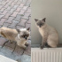 British Persian Melezi Cins Dişi Kedi