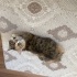 YURTDIŞINA GİDECEĞİM İÇİN TATLI KEDİM ARMUT’U SAHİPLENDİRMEK ZORUNDAYIM. fotoğraf