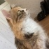 YURTDIŞINA GİDECEĞİM İÇİN TATLI KEDİM ARMUT’U SAHİPLENDİRMEK ZORUNDAYIM. fotoğraf