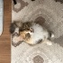 YURTDIŞINA GİDECEĞİM İÇİN TATLI KEDİM ARMUT’U SAHİPLENDİRMEK ZORUNDAYIM. fotoğraf
