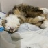 YURTDIŞINA GİDECEĞİM İÇİN TATLI KEDİM ARMUT’U SAHİPLENDİRMEK ZORUNDAYIM. fotoğraf