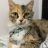 YURTDIŞINA GİDECEĞİM İÇİN TATLI KEDİM ARMUT’U SAHİPLENDİRMEK ZORUNDAYIM. fotoğraf
