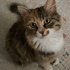YURTDIŞINA GİDECEĞİM İÇİN TATLI KEDİM ARMUT’U SAHİPLENDİRMEK ZORUNDAYIM. fotoğraf