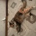 YURTDIŞINA GİDECEĞİM İÇİN TATLI KEDİM ARMUT’U SAHİPLENDİRMEK ZORUNDAYIM. fotoğraf