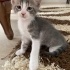 4 Yavru Kedi ve Anneleri Sahiplendirilecek 🐾 fotoğraf
