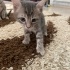 4 Yavru Kedi ve Anneleri Sahiplendirilecek 🐾 fotoğraf