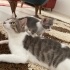 4 Yavru Kedi ve Anneleri Sahiplendirilecek 🐾 fotoğraf